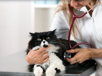 Cat Care