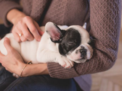 Dog care