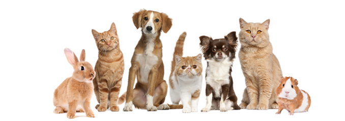 Pets care