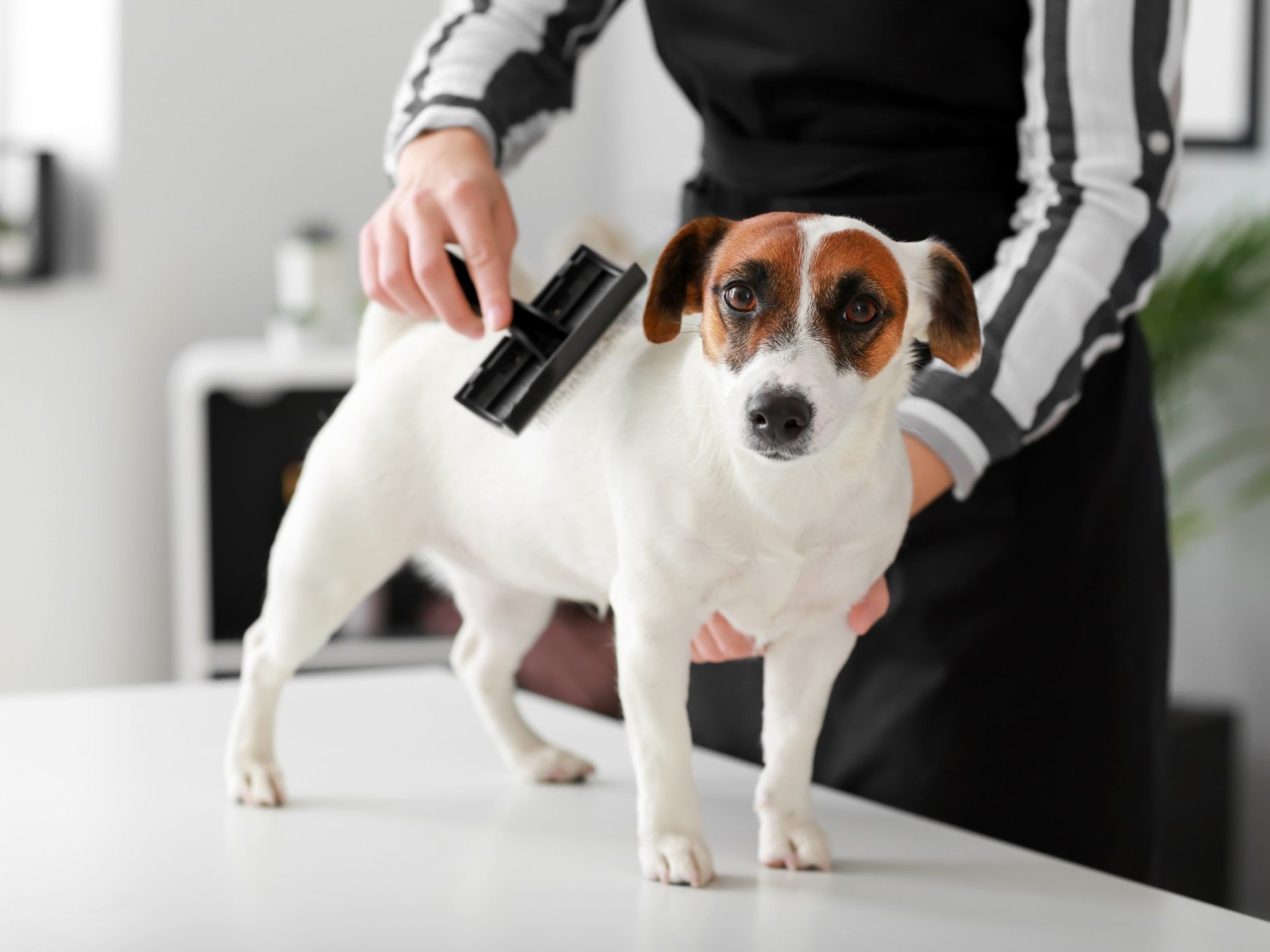 Pets Grooming