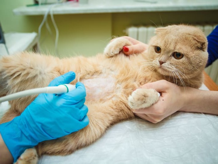 Ultrasound